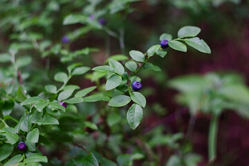 Obraz na płótnie Canvas ripe blueberries on the edge of the forest