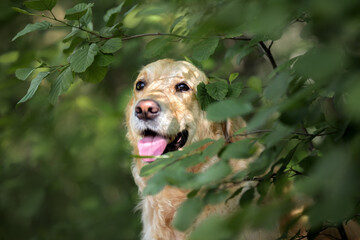 golden retriever dog portrait close up in summer