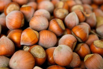 hazelnuts harvested in summer, Black sea region fruits