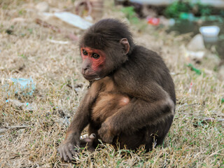 Monkey in Chains in Vietnam