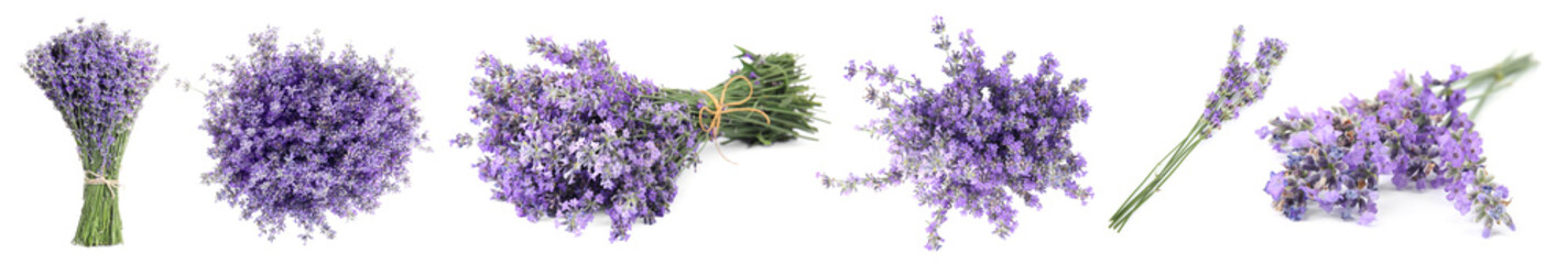 Set of beautiful tender lavender flowers on white background. Banner design