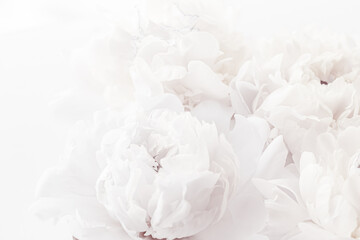 Pure white peony flowers as floral art background, wedding decor and luxury branding design - obrazy, fototapety, plakaty