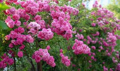 Beautiful rose in the garden