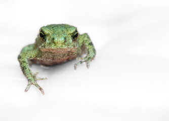 Macro Headshot Of A Common Toad Toadlet, Bufo bufo, Looking At The Camera Isolated On A White Grey Background. UK