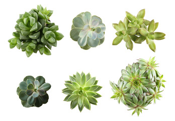 Collage with different succulents on white background, top view