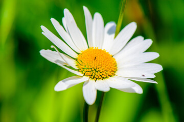 Fototapeta premium white daisy flower