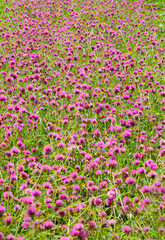 Obraz premium Attractive PurpleFlowers