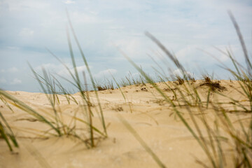Sand dunes in Letea forest ,  in the Danube Delta area,  Romania,  in a sunny summer day