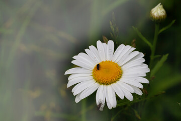 Daisy flower banner with green background, medicinal plants and herbs. Banner with camomile.