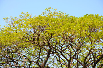 Tree Branches and Leaves on Blue Sky