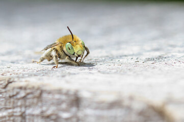 Green Eyed Flower Bee, Anthophora bimaculata, Cleaning Its Eye With Its Antenna Whilst Resting On A Sun Bleached Log. Taken at Blashford Lakes UK
