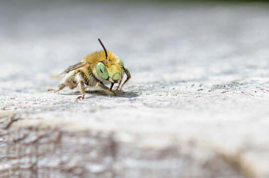 Green Eyed Flower Bee, Anthophora bimaculata, Cleaning Its Eye With Its Antenna Whilst Resting On A Sun Bleached Log. Taken at Blashford Lakes UK