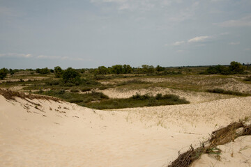 Sand dunes in Letea forest ,  in the Danube Delta area,  Romania,  in a sunny summer day