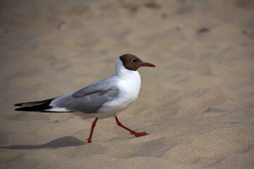 Möwe am Ostseestrand