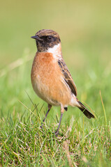 Male Stonechat, Saxicola Torquata, Standing Upright And Alert On A Grass Field. Taken at Stanpit Marsh UK