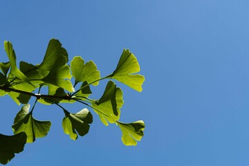 Ginkgo tree (Ginkgo biloba) or ginkgo tree with bright green new leaves against blue sky. Selective...