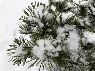 Pine branches in the snow. Long green needles of evergreen tree in winter. Wet snow