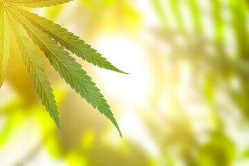 Green leaf of hemp plant on blurred background, closeup. Space for text