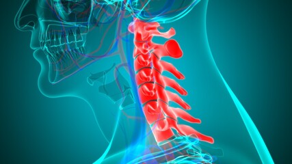 Human Skeleton Vertebral Column Cervical Vertebrae Anatomy 3D Illustration © mybox