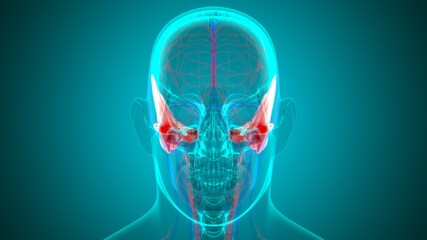 Human Skeleton Skull Temporal Bone Anatomy For Medical Concept © mybox