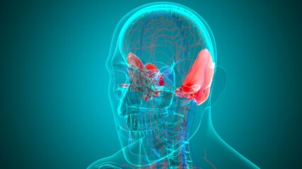 Human Skeleton Skull Temporal Bone Anatomy For Medical Concept © mybox