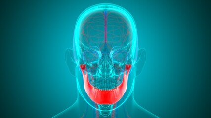 Human Skeleton Skull Mandible Bone Anatomy For Medical Concept © mybox