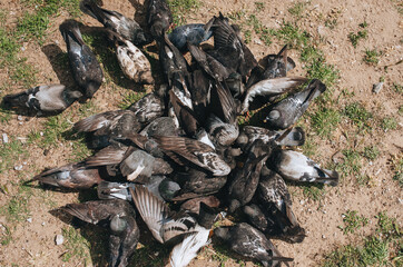 A flock, many pigeons are fighting for food and bread in nature. Feeding the hungry birds. Photography, concept, top view.