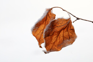 Ice crystals on withered leaves