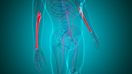 Human skeleton anatomy Ulna Bone 3D Rendering © mybox