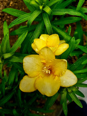 Fototapeta na wymiar Yellow Flowers