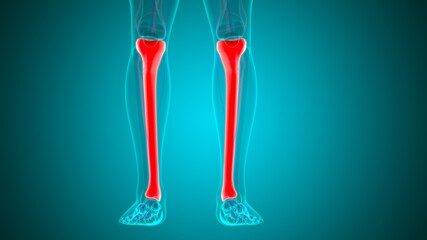 Human skeleton anatomy Tibia Bone 3D Rendering