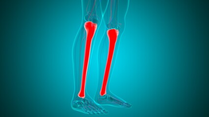 Human skeleton anatomy Tibia Bone 3D Rendering