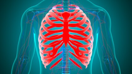 Human skeleton anatomy Rib Cage 3D Rendering © mybox