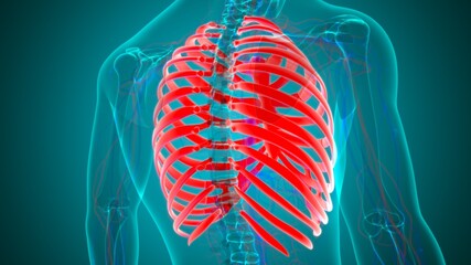 Human skeleton anatomy Rib Cage 3D Rendering © mybox