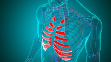 Human skeleton anatomy Costal Cartilage 3D Rendering © mybox