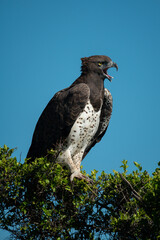 Martial eagle calls from bush in sun