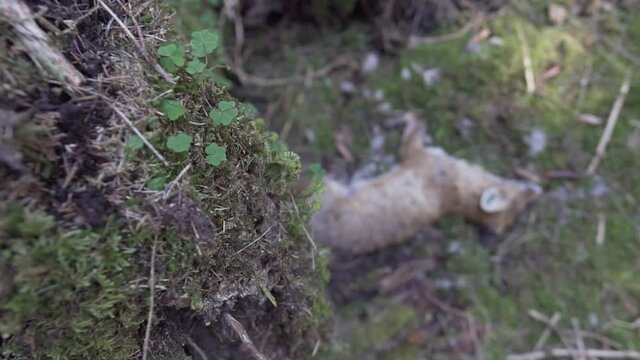 Toter Jungfuchs liegt vor einem entwurzeltem Baum im Wald