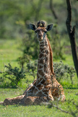 Masai giraffe lies in grass eyeing camera