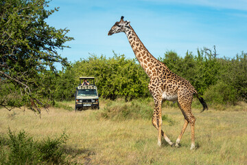Masai giraffe passes photographer in safari truck © Nick Dale