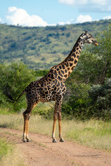 Naklejka na ściany i meble Masai giraffe stands in profile on track