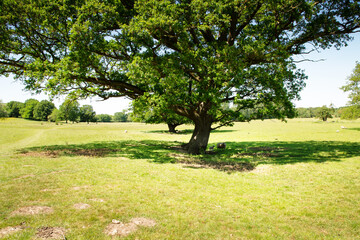 picturesque countryside of england
