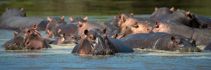 Panorama of hippos wallowing in hippo pool - Powered by Adobe