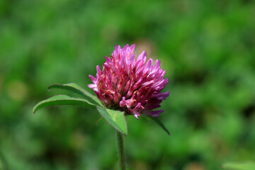 Purple flowers in the garden