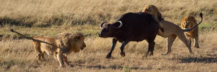 Foto op Plexiglas Buffel Panorama van drie leeuwen die op Kaapse buffels jagen