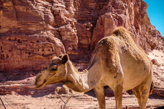 Camel Jamal Desert