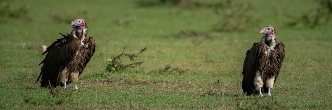 Panorama of two lappet-faced vultures on grass