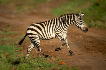 Fototapeta na wymiar Plains zebra trots across track in savannah