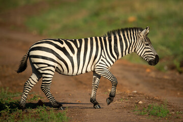 Fototapeta na wymiar Plains zebra trots across track in grassland