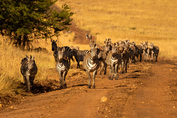 Fototapeta na wymiar Plains zebras walk towards camera on track