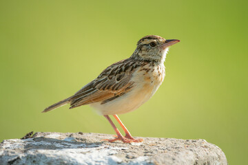 Rufous-naped lark perched on white marker post